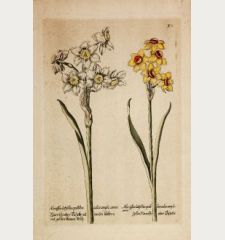 Narciße oder Tazette mit weisen blättern und gelben blumen kelch / Gelbe Narciße oder Tazette
