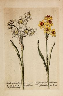 Graphics, Anonymous, Narcissus, 1600: Narciße oder Tazette mit weisen blättern und gelben blumen kelch / Gelbe Narciße oder Tazette