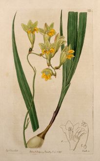 Grafiken, Edwards, Tritonie (Schwertliliengewächs), 1816: Iridaceae, Tritonia reflecta