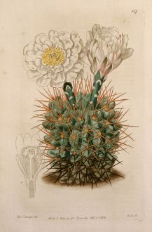 Graphics, Edwards, Cactus, 1816: Gymnocalycium gibbosum. Cactus gibbosus. Mr Vere Melon-Thistle.