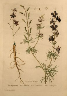 Graphics, Regnault, Larkspur, 1774: Le Pied d'Alouette, Larkspur, Rittersporn, Delphinium