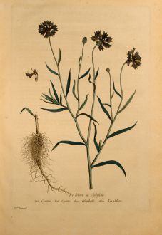 Graphics, Regnault, Bluebottle, 1774: Le Bluet ou Aubifoin, Bluebottle, Kornblume, Centaurea Cyanus