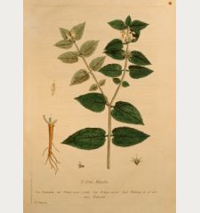 L'Ortie Blanche, Deadnettle, Taubnessel, Lamium