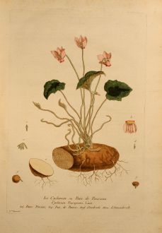 Grafiken, Regnault, Alpenveilchen, 1774: Le Cyclamen ou Pain de Pourceau, Sowbread, Alpenveilchen, Cyclamen Europeum