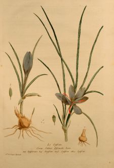 Graphics, Regnault, Saffron, 1774: Le Safran, Saffron, Safran, Crocus Sativus