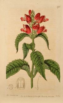 Graphics, Edwards, Red Turtlehead, 1816: Chelone Obliqua. Purple Chelone.