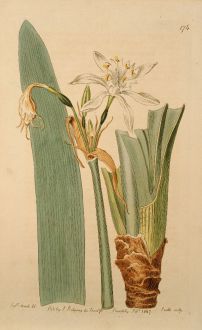 Graphics, Edwards, Canary Sea Daffodil, 1817: Pancratium Canariense. Canary Sea-Daffodil, or Pancratium.