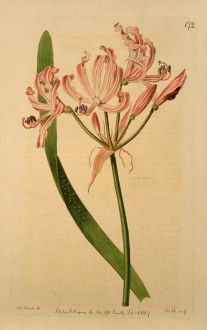 Grafiken, Edwards, Belladonnalilie, 1817: Amaryllis Flexuosa. Pustulous-leaved Amaryllis.