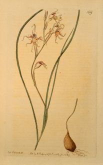 Grafiken, Edwards, Siegwurz, 1817: Gladiolus Edulis. Esculent-rooted Cornflag.