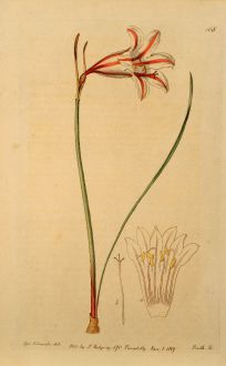 Grafiken, Edwards, Cyrtanthus, 1817: Cyrtanthus Uniflorus. One-flowered Cyrtanthus.
