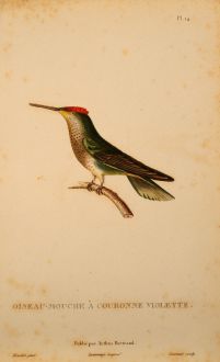 Graphics, Lesson, Hummingbird, 1829: Oiseau-Mouche à Couronne Violette.