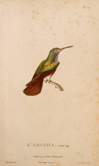 Grafiken, Lesson, Kolibri, 1829: L'Amazilli, Jeune âge