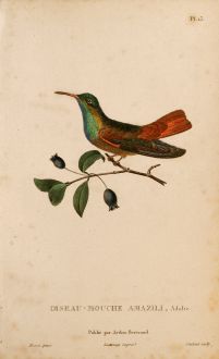 Grafiken, Lesson, Kolibri, 1829: Hummingbird Prints