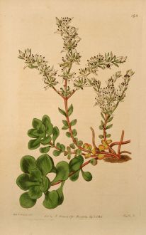 Grafiken, Edwards, Schatten Fetthenne, 1817: Sedum ternatum. Three-leaved american Stone-crop.