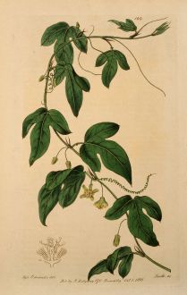 Grafiken, Edwards, Passionsblume, 1817: Passiflora minima. Curassoa Passionflower.