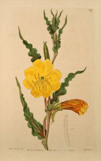 Grafiken, Edwards, Duftnachtkerze, 1817: Oenothera odorata. Curled-leaved Oenothera