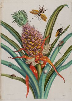 Grafiken, Merian, Ananas mit Schaben, 1705-71: Ananas [Pineapple with Cockroaches - Ananas mit Schaben]