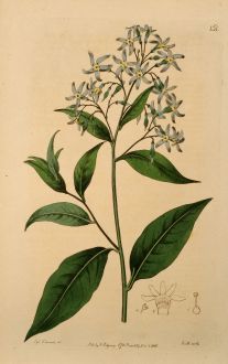 Grafiken, Edwards, Blaustern, 1816: Amsonia latifolia. Broad-leaved Amsonia.