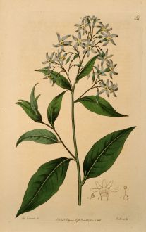 Graphics, Edwards, Bluestar, 1816: Amsonia latifolia. Broad-leaved Amsonia.