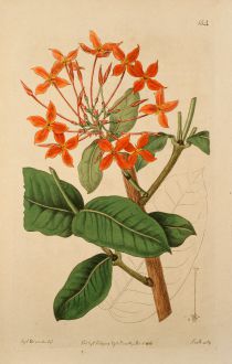 Grafiken, Edwards, Krappgewächs, 1816: Ixora grandiflora. Large-flowered scarlet Ixora.