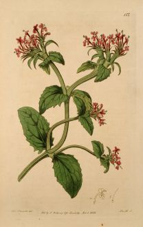 Grafiken, Edwards, Füllhorn Fedie, 1816: Valeriana Cornucopiae. Purple Valerian