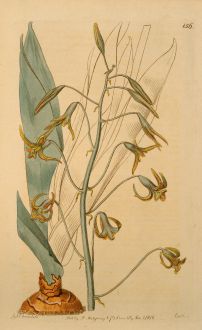 Graphics, Edwards, Uropetalon glaucum, 1816: Uropetalon glaucum. Grey-leaved Uropetalon.