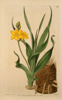 Grafiken, Edwards, Sterngras, 1816: Hypoxis obtusa. Mr. Burchell's Hypoxis.