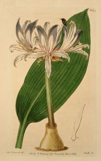 Graphics, Edwards, Amaryllis hyacinthina, 1816: Amaryllis hyacinthina. Hyacinthine Amaryllis.