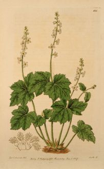 Grafiken, Edwards, Bischofskappe, 1816: Mitella diphylla. Two-leaved Mitella.