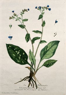 Grafiken, Regnault, Lungenkraut, 1774: La Pulmonaire. Pulmonaria officinalis. Langwort. Hirschmangolt. Pulmonaria.