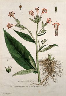 Grafiken, Regnault, Tabak, 1774: Le Tabac ou Nicotiane. Nicotiana. Snuff. Tabake. Tabaco.