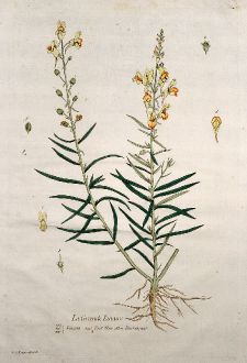 Graphics, Regnault, Foxglove, 1774: La Grande Linaire. Linaria. Toad Flax. Flachskraut