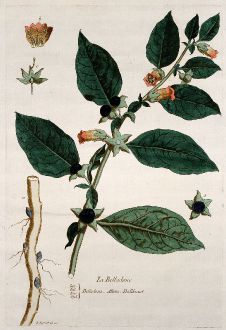 Graphics, Regnault, Atropa, 1774: La Belladone. Belladona. Dollkraut.