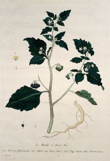 Graphics, Regnault, Black Nightshade, 1774: La Morelle a Fruit Noir. Solamun, Officinarum. Solatro. Yerva, Mora. Nigt-Schade. Rachtschatten.