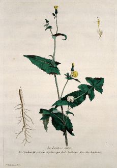 Graphics, Regnault, Sow Thistle, 1774: Le Laitron doux. Sonchus. Soncho. Serraya. Sawhistle. Sonchenkraut.