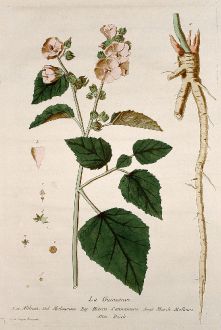 Grafiken, Regnault, Eibisch, 1774: La Guimauve. Althoea. Malvavisco. Hierva Cannamera. Marsh Mallows. Ibisch.