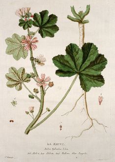 Graphics, Regnault, Wild Mallow, 1774: La Mauve. Malva Sylvestris. Malva. Malvas. Mallow. Pappeln.