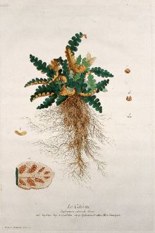 Graphics, Regnault, Spleenwort, 1774: Le Cétérac. Asplenium ceterach. Aspleno. Doradilha. Spleenwort. Hirschzungen.