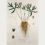 L'Ellebore a fleur verte. Helleborus viridis. Elleboro nero. Verde gambre negro. Orchole and Setterworte. Schwartniesemurt.