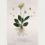 La Primevere ou Primerole. Primula officinalis. Primulaveris odorata flore Luteo simplici. Schlusselblumen.