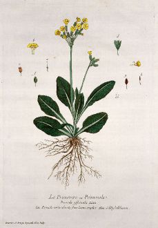 Graphics, Regnault, Primrose, 1774: La Primevere ou Primerole. Primula officinalis. Primulaveris odorata flore Luteo simplici. Schlusselblumen.