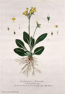 Grafiken, Regnault, Schlüsselblume, 1774: La Primevere ou Primerole. Primula officinalis. Primulaveris odorata flore Luteo simplici. Schlusselblumen.