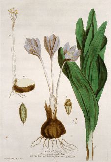 Grafiken, Regnault, Herbstzeitlose, 1774: Le Colchique. Colchicum autumnale. Colchico. Wild Saffron. Reitlozen.