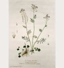 Le Cresson des Prés. Cardamine Pratensis. Nasturtio. Ladies Smock. Gauchbluhme.