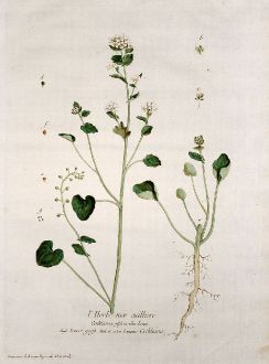 Graphics, Regnault, Common Scurvygrass, 1774: L'Herbe aux cuilliers. Cochlearia officinalis. Scurvi-grass. Cochlearia