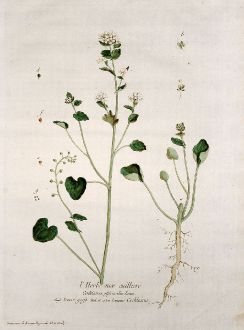 Grafiken, Regnault, Echtes Löffelkraut, 1774: L'Herbe aux cuilliers. Cochlearia officinalis. Scurvi-grass. Cochlearia