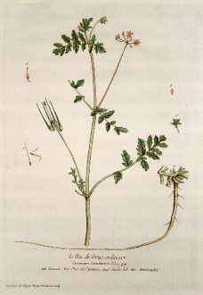 Graphics, Regnault, Geranium, 1774: Le Bec de Grue ordinaire. Geranium Cicutarium. Geranio. Pica de Cigauna. Storkes bill. Storchsnabel.