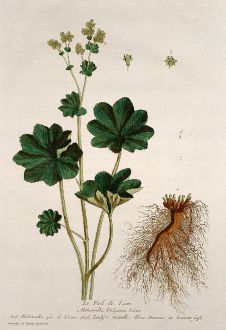 Graphics, Regnault, Alchemilla, 1774: Le Pied de Lion. Alchemilla Vulgaris. Alchimilla pie de Lione. Lady's Mantle. Sinnau ou Loeven-fuss