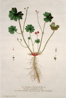 Grafiken, Regnault, Tauben-Storchschnabel, 1774: La Geraine ou le Pied de Pigeon. Geranium rotundi folium. Geranio colombino. Dooves poote. Zaubenfug.