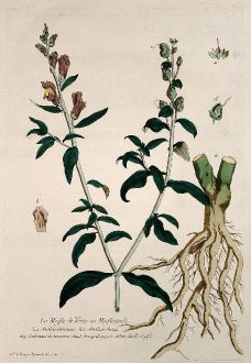 Grafiken, Regnault, Löwenmaul, 1774: Le Mufle de Veau ou Mufleaude. Anthirrhinum. Anthirrhino. Cabezza de ternera. Snapdragon. Kalbsnase.